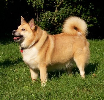 A tan with white Icelandic Sheepdog is standing in grass. Its mouth is open and tongue is out