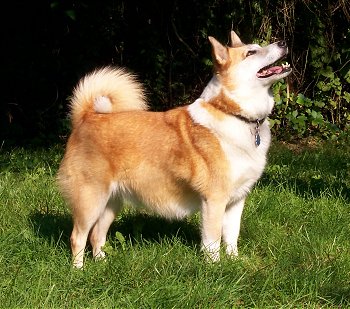 A tan with white Icelandic Sheepdog is standing in grass. It is looking up and to the right. Its mouth is open