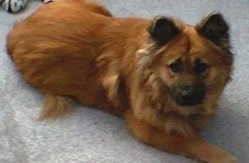 A red Icelandic Sheepdog is laying on a tan carpet looking up