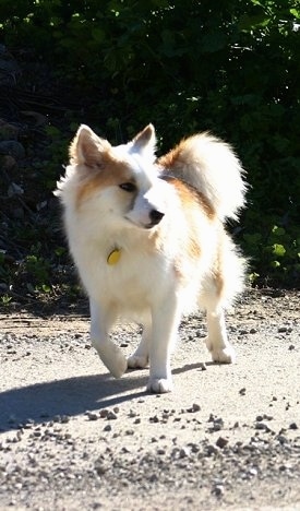 A tan and white Icelandic Sheepdog is walking down a walkway looking to the right