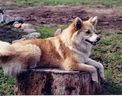 A tan with white Icelandic Sheepdog is laying on top of a cut tree stump facing the right. Its mouth is open
