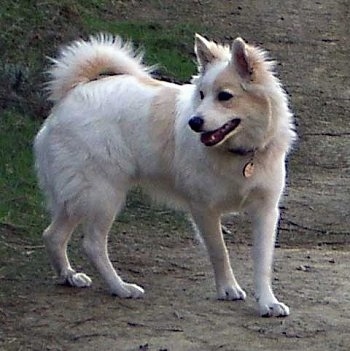 A white with tan Icelandic Sheepdog is turning around in sand. Its mouth is open.