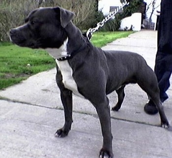 A black with white Irish Staffordshire Bull Terrier is standing on a sidewalk in a tough-dog pose.