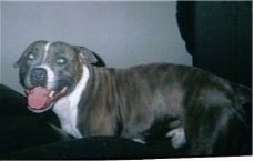 A smiling black with white Irish Staffordshire Bull Terrier is standing next to a black leather couch