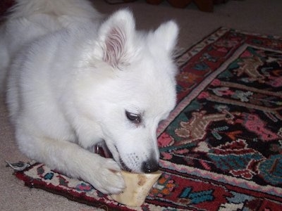 A white Japanese Spitz is laying on a carpet and a throw rug chewing on a bone.