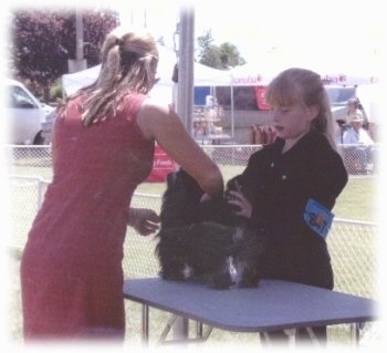 A blonde haired girl is standing behind a black with white dog standing on a grooming table outside. The dog is being inspected by a lady in a pink dress.