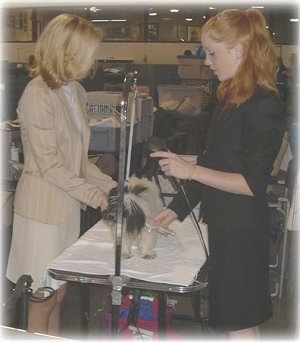 A blonde-haired girl and a red-haired girl are standing on opposite sides of a table and they are grooming a white with black dog on the table.