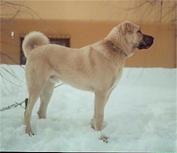 Right Profile - A tan Kangal dog is standing in snow next to a tan house.