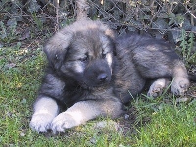 A small fluffy black and grey Karst Shepherd puppy is laying in grass in front of a chain link fence behind it looking to the right