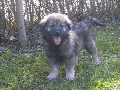 A small fluffy black and grey Karst Shepherd puppy is standing in grass next to a small tree and in front of a chain link fence that has brown bushes behind it. Its mouth is open and tongue is out
