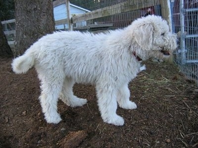 Right Profile - A white Komondor puppy is standing in dirt and looking through a metal gate
