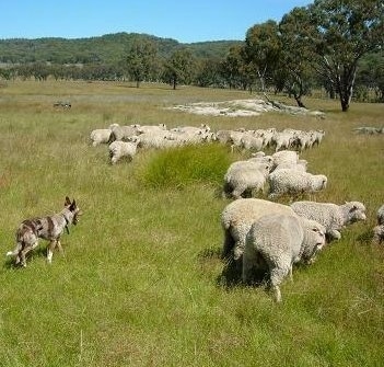 An Australian Koolie is working to make sure a herd of sheep don't stray away in a field with trees in the distance.