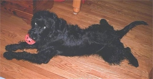 A wavy, black Labradoodle is laying spread out on a hardwood floor next to a table with a red wiffle ball in its mouth