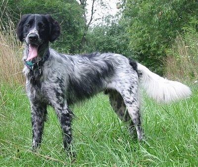 dog breed munsterlander