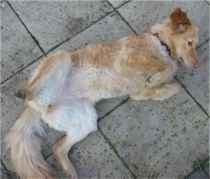 A medium-haired, tan Lurcher dog is laying belly up on its back outside. It is looking up and it is positioned like it is waiting for a belly rub