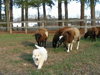 View from the front - A white Maremma Sheepdog puppy is running in grass and there are five brown, white and gray sheep behind it. There is a wooden rail fence and trees behind the sheep and a white building in the distance.