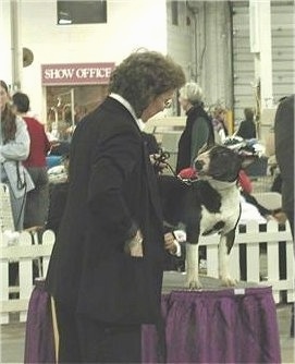 Chip the Mini Bull Terrier is standing on a stand in front of a person in a black coat at a dog show
