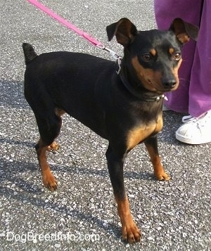 big miniature pinscher