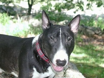 Close Up - Chip the Bull Terrier standing on a rock with a tree in the background