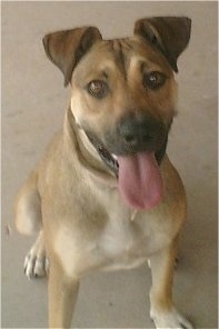 Front view - A happy looking, tan with black Pit Bull/Labrador mix is sitting on a tan carpet and it is looking up. Its mouth is open and its tongue is out.