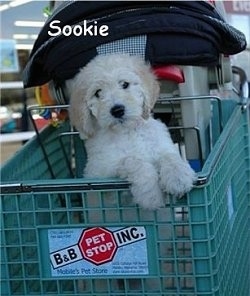 A Goldendoodle puppy is standing against the side of a grocery cart. There is a car baby seat behind it in the front of the shopping cart.