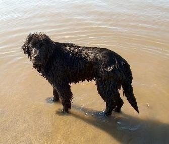 Side view - A wet black Newfoundland puppy is standing in the shallow end of a body of water.