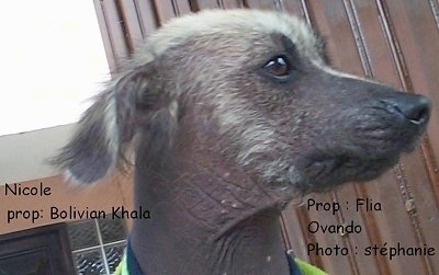 Close Up head shot - A Hairless Khala puppy is sitting outside. Its head it turned to the right. The words - Nicole Prop:Bolivian Khala Prop:Flia Ovando Photo:Stephanie are overlayed