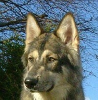Close up headshot - A wolf-like, black with white and grey Northern Inuit dog is sitting outside.