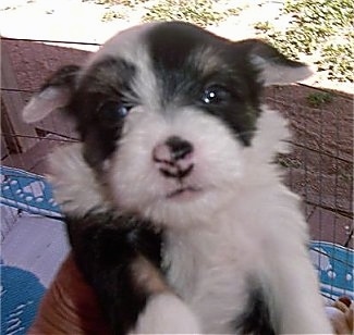 Zena the black and white Chinese Crested Powderpuff Puppy is being held up in the air by a camera holder