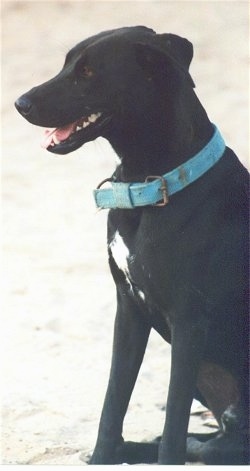 Close up side view - A large, black with white Pariah Dog is wearing an old blue collar with rust on the buckle sitting on the side of a road looking to the left. Its mouth is open and it looks like it is smiling.