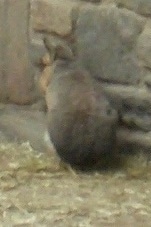 The back of a Patagonian Cavy that is sitting against a brick wall