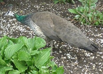 A Peahen is standing in dirt. It is looking to the left.
