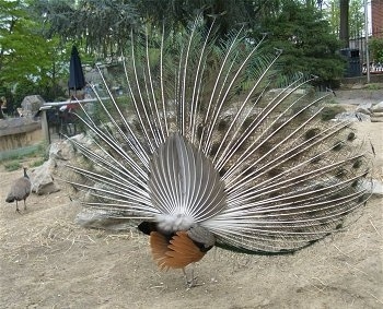 The white backside of a peacock with its train open. It is looking to the left.