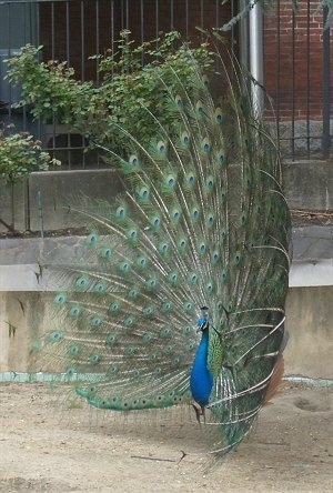 Left Profile - The side view of a peacocks open train. It is looking to the left.