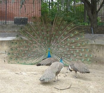 A peacock is exposing its train to the three peahens next to it in an enclosure.