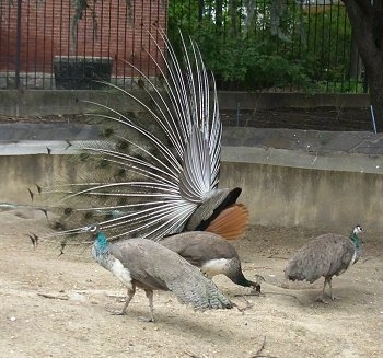 Four peafowl, one with his train up is standing in an outside enclosure.