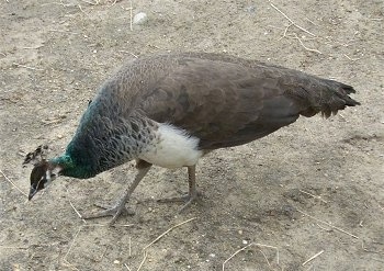 A Peahen is standing in dirt and it is looking down and to the left.