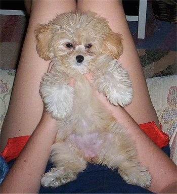 A fuzzy, tan with white Peek-a-poo is laying belly out in a person's lap looking forward.