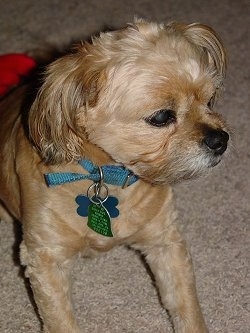 Close up - A tan Peke-A-Poo is wearing a light blue collar laying down on a carpet looking to the left. There is a red blanket behind it.