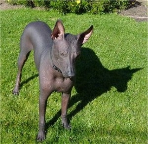 Front view - a perk large-eared, hairless, black Peruvian Inca Orchid dog is wearing a thin black collar standing in grass looking down and forward.
