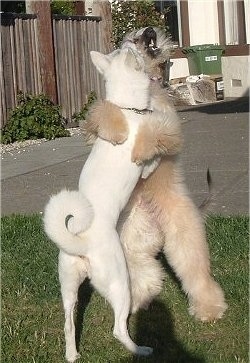 A tan Afghan Hound and a white Akita are on their hind legs biting at each other.