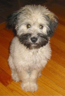 Front view - A fuzzy, tan with black Pomapoo is sitting on a hardwood floor looking forward. It has darker fur around its mouth and on its ears.