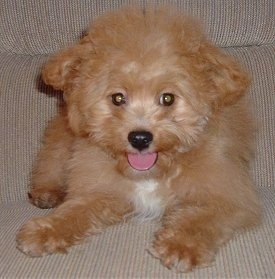 A soft-coated, apricot with white Pomapoo puppy is laying on a couch. Its mouth is open and it looks like it is smiling. It has a white patch on its chest.