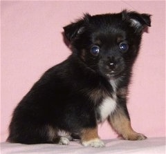 Side view - A black with brown and white Pomchi puppy is sitting across a pink blanket and it is looking forward.