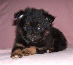 Front view - A fuzzy black with brown Pomchi puppy is laying on a pink blanket and it is looking forward.