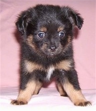 Front view - A black with brown and white Pomchi puppy is standing on a pink blanket and it is looking over the edge.
