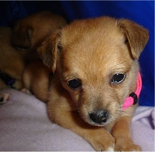 Close up - A shorthaired apricot Pomchi puppy is wearing a hot pink collar laying on a blanket and looking down. There is another dog behind it. It has small triangular ears that fold over to the front.