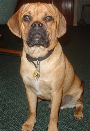 Close up front view - A brown Puggle puppy is sitting on a green carpet and it is looking forward. The dog looks like it has an old man face.