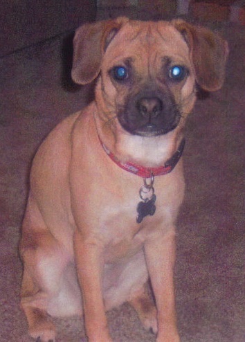 Front view - A tan with white Puggle is sitting on a carpet and it is looking forward. It is wearing a red collar with reflectors on it.