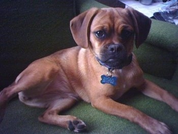 The right side of a red Puggle puppy that is laying in a green arm chair and it is looking forward.